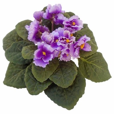 FLOR VIOLETA UN